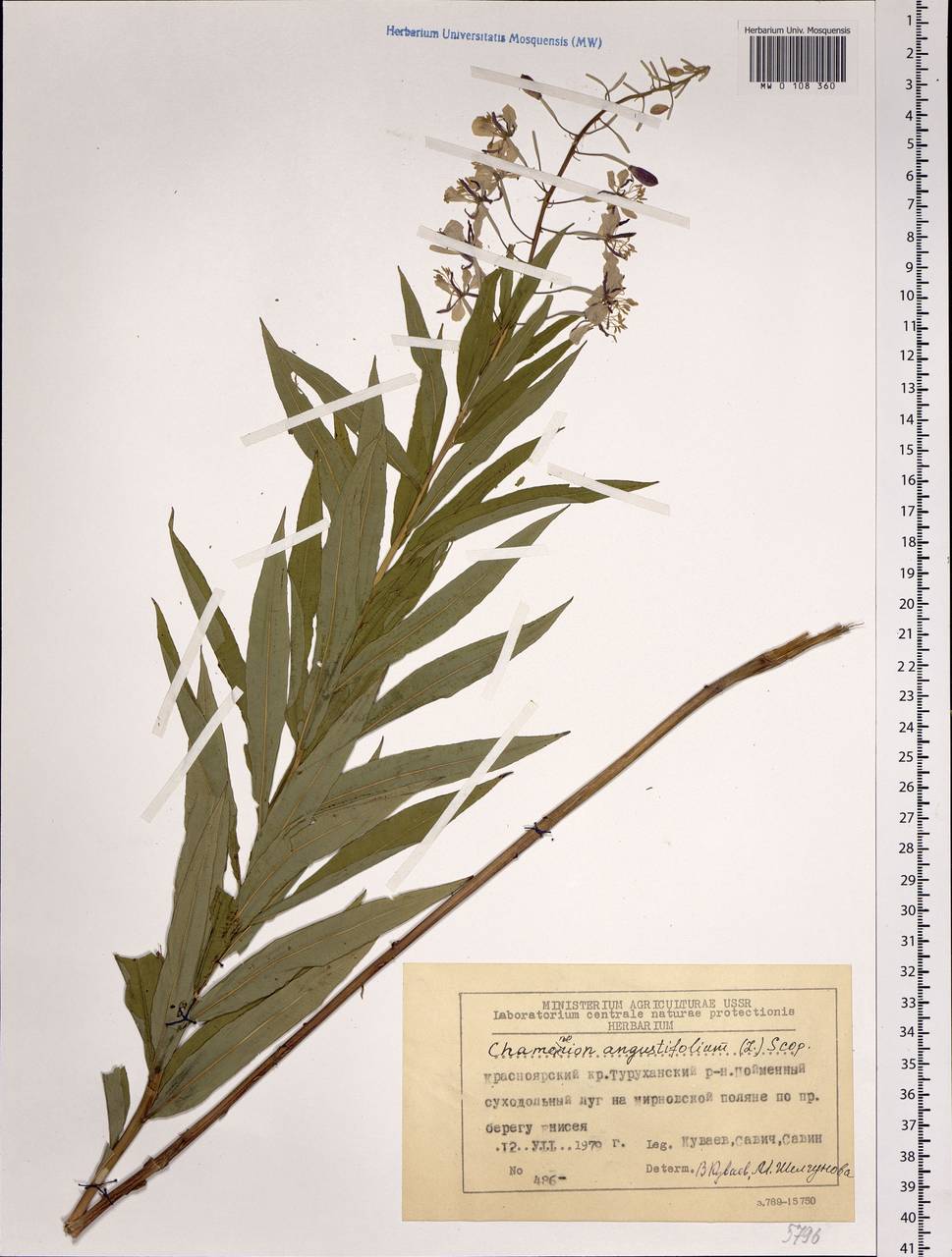 Chamaenerion angustifolium, Siberia, Central Siberia (S3) (Russia)