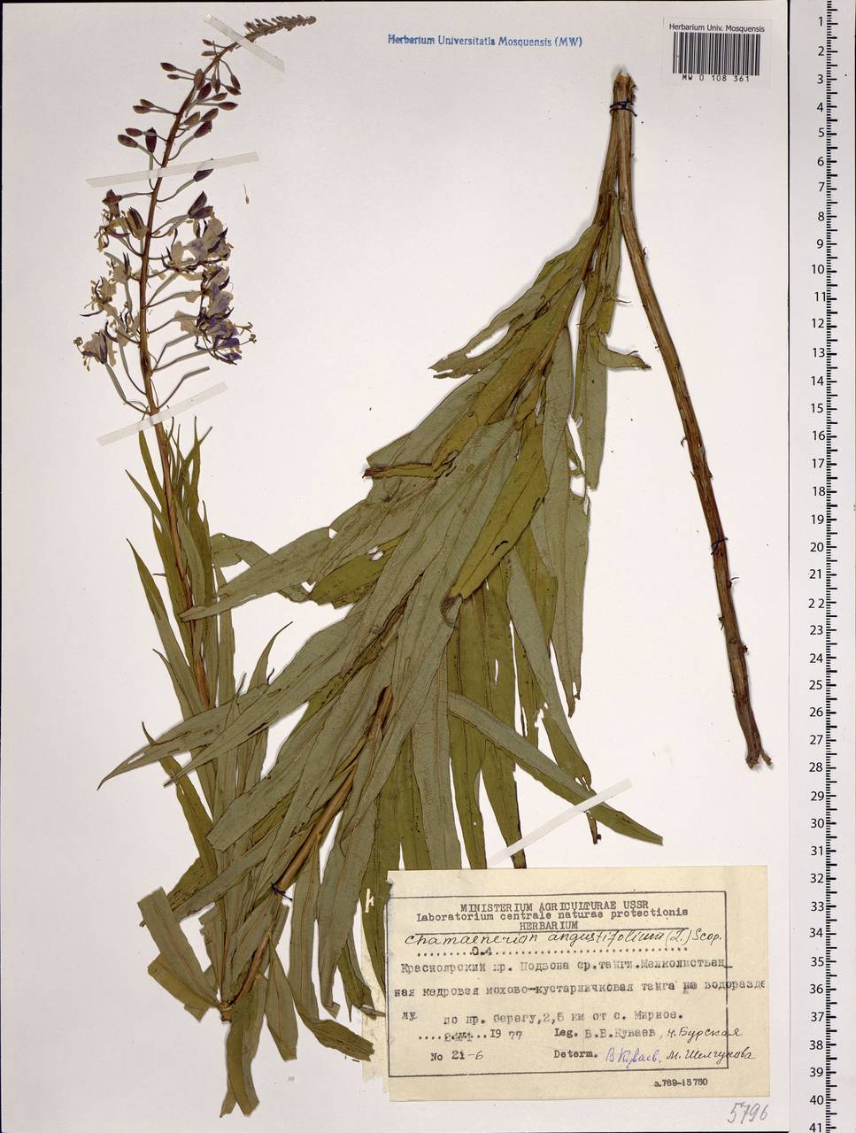 Chamaenerion angustifolium, Siberia, Central Siberia (S3) (Russia)