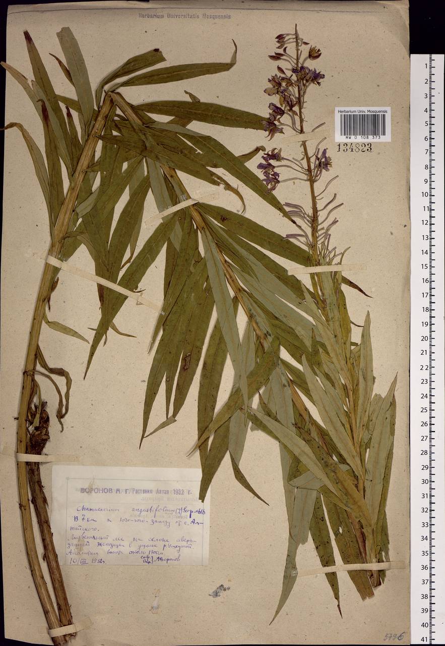 Chamaenerion angustifolium, Siberia, Western (Kazakhstan) Altai Mountains (S2a) (Kazakhstan)