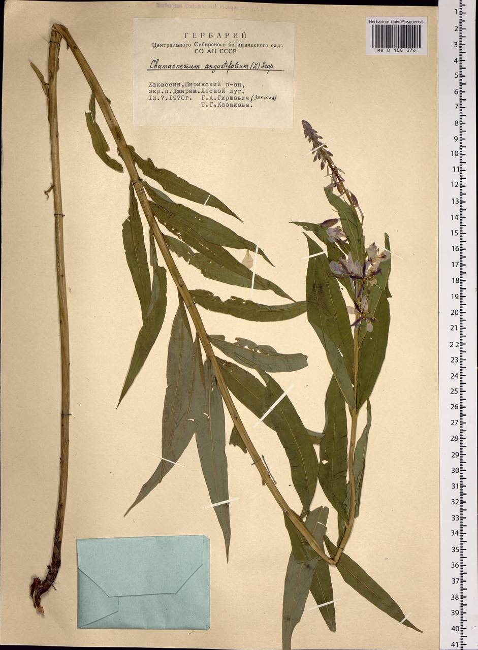Chamaenerion angustifolium (L.) Scop., Siberia, Altai & Sayany Mountains (S2) (Russia)