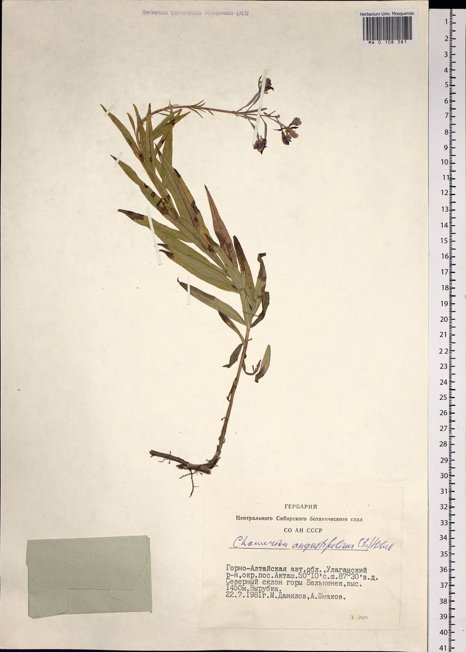 Chamaenerion angustifolium (L.) Scop., Siberia, Altai & Sayany Mountains (S2) (Russia)