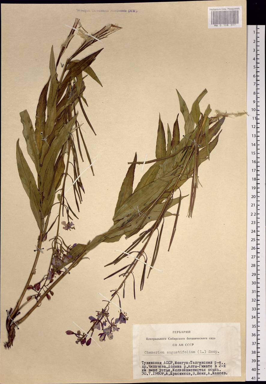 Chamaenerion angustifolium (L.) Scop., Siberia, Altai & Sayany Mountains (S2) (Russia)