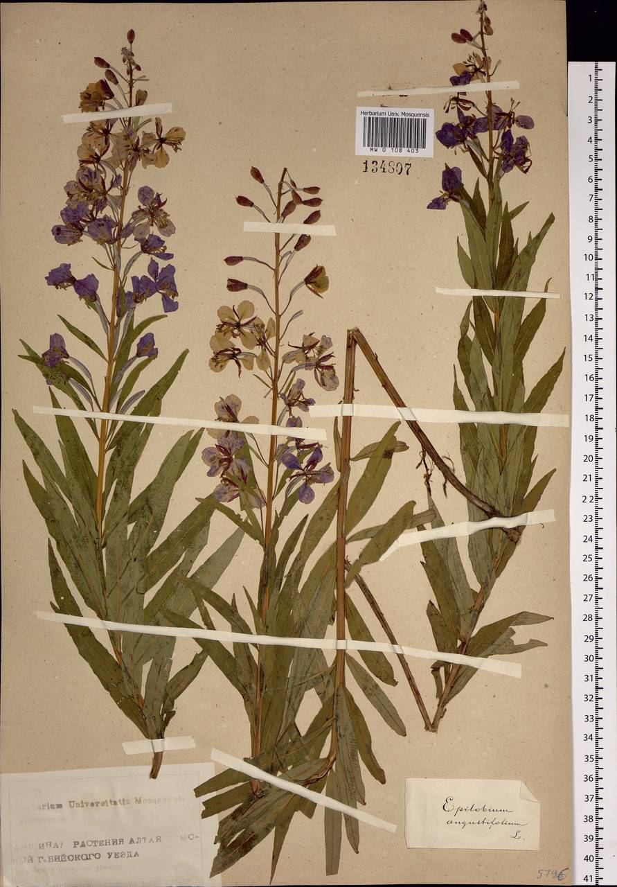Chamaenerion angustifolium (L.) Scop., Siberia, Altai & Sayany Mountains (S2) (Russia)