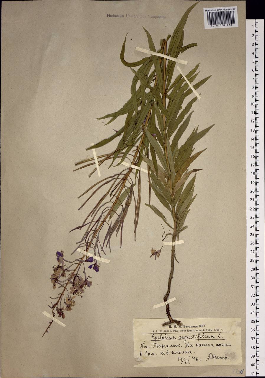 Chamaenerion angustifolium, Siberia, Altai & Sayany Mountains (S2) (Russia)