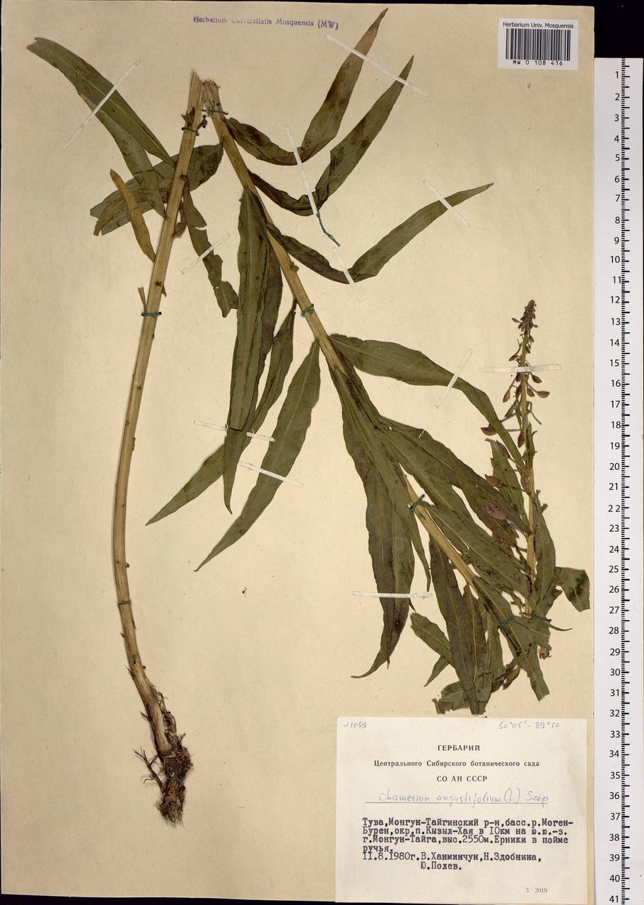 Chamaenerion angustifolium, Siberia, Altai & Sayany Mountains (S2) (Russia)