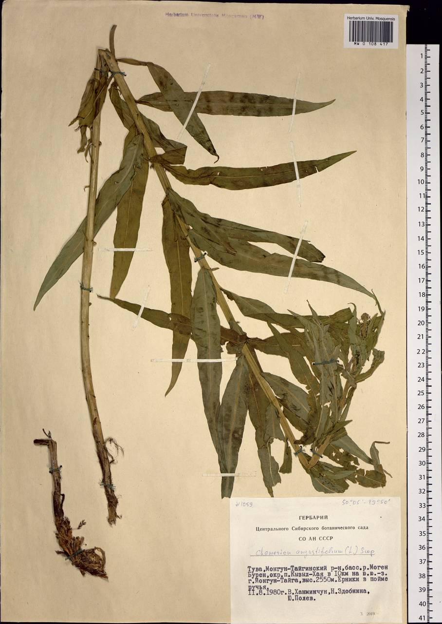 Chamaenerion angustifolium, Siberia, Altai & Sayany Mountains (S2) (Russia)