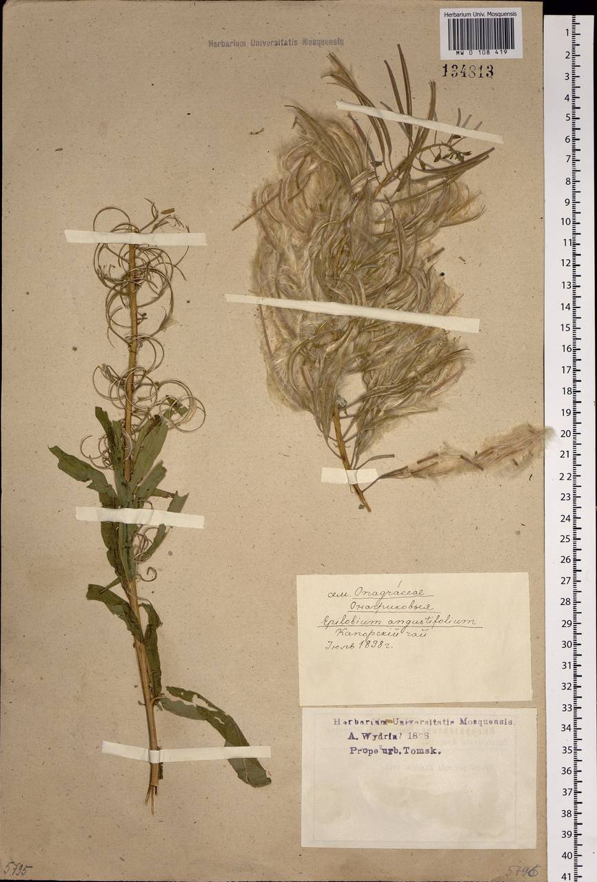 Chamaenerion angustifolium (L.) Scop., Siberia, Western Siberia (S1) (Russia)