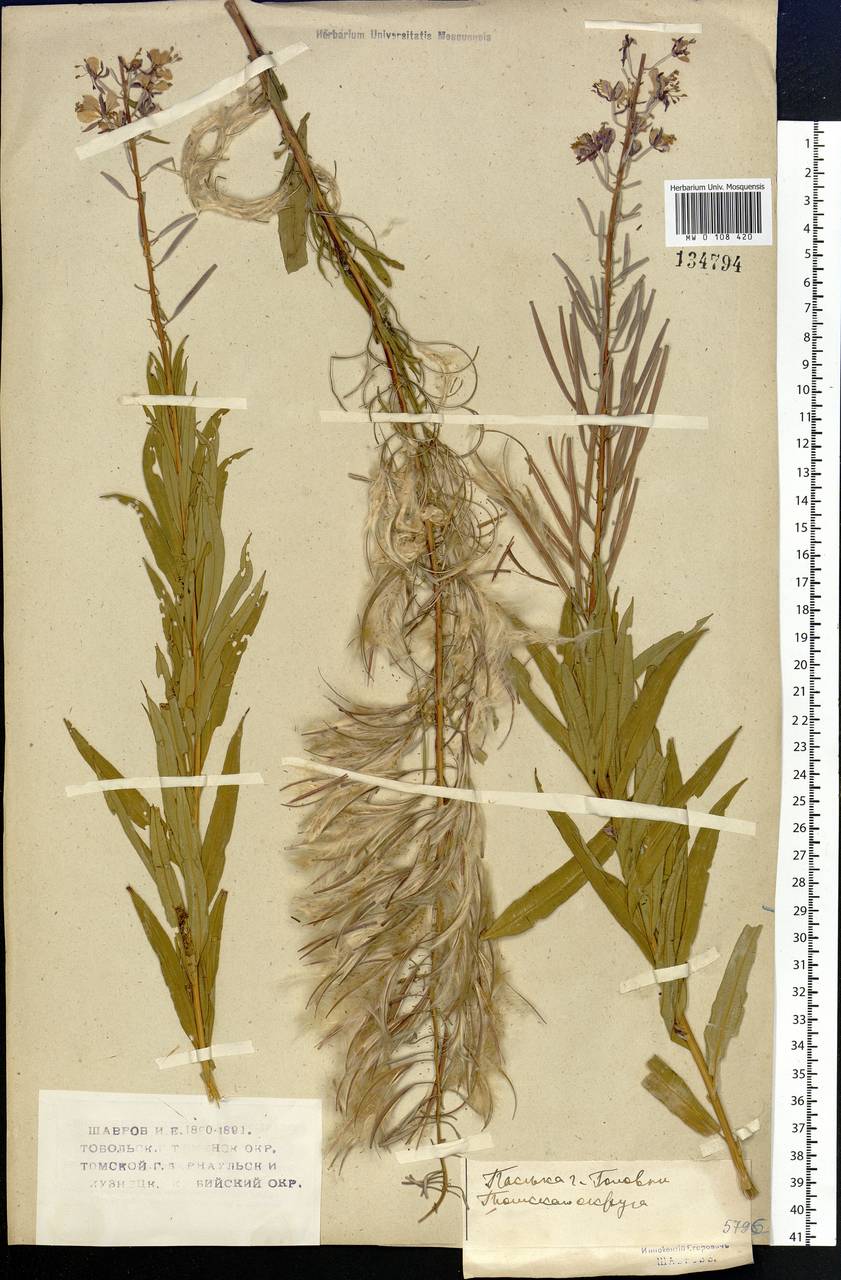Chamaenerion angustifolium (L.) Scop., Siberia, Western Siberia (S1) (Russia)