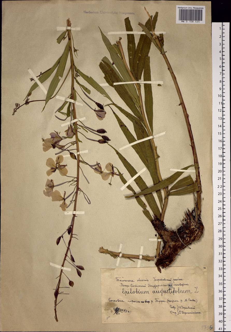 Chamaenerion angustifolium (L.) Scop., Siberia, Western Siberia (S1) (Russia)