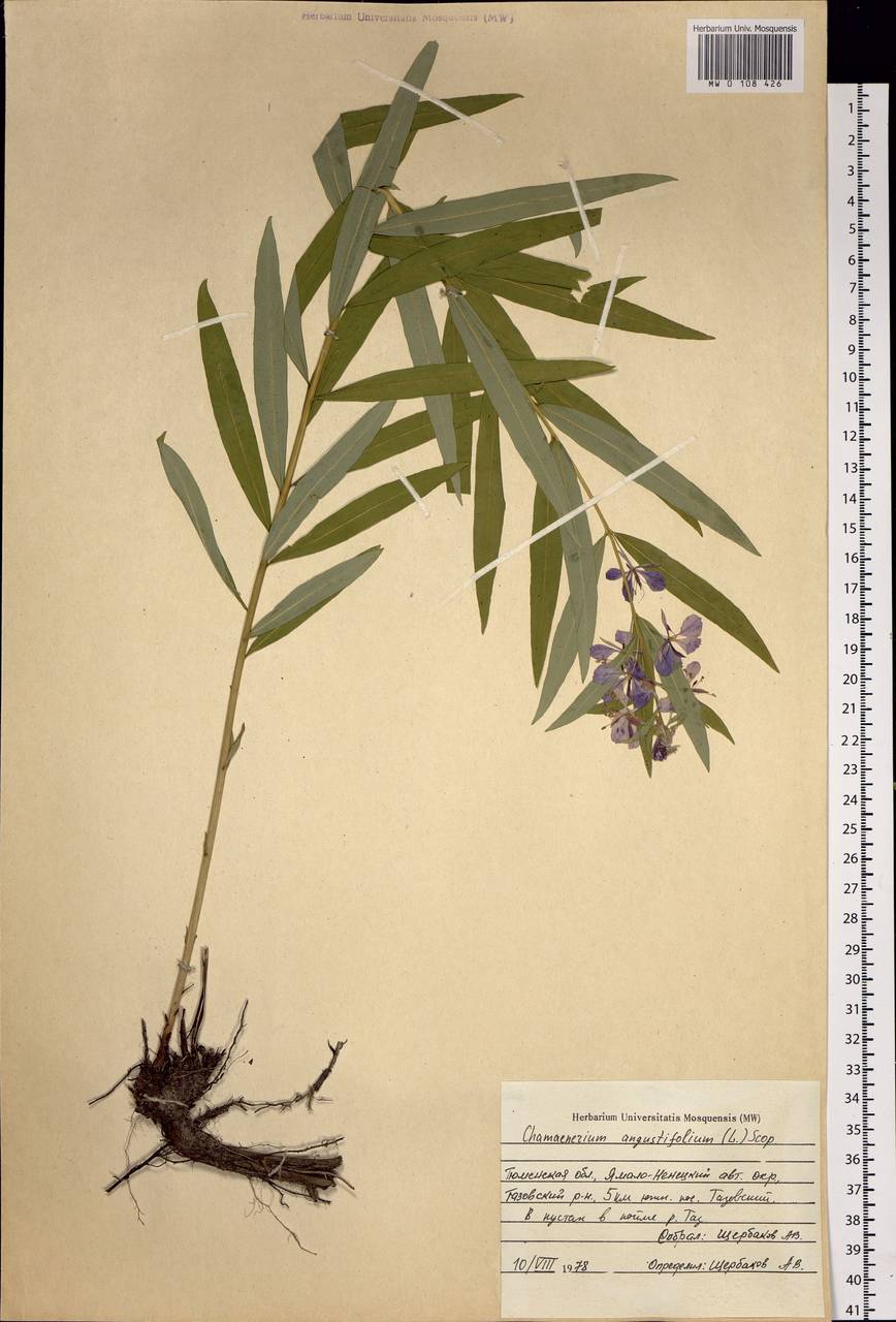 Chamaenerion angustifolium, Siberia, Western Siberia (S1) (Russia)