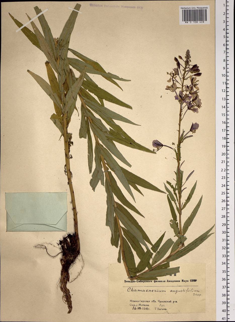 Chamaenerion angustifolium (L.) Scop., Siberia, Western Siberia (S1) (Russia)