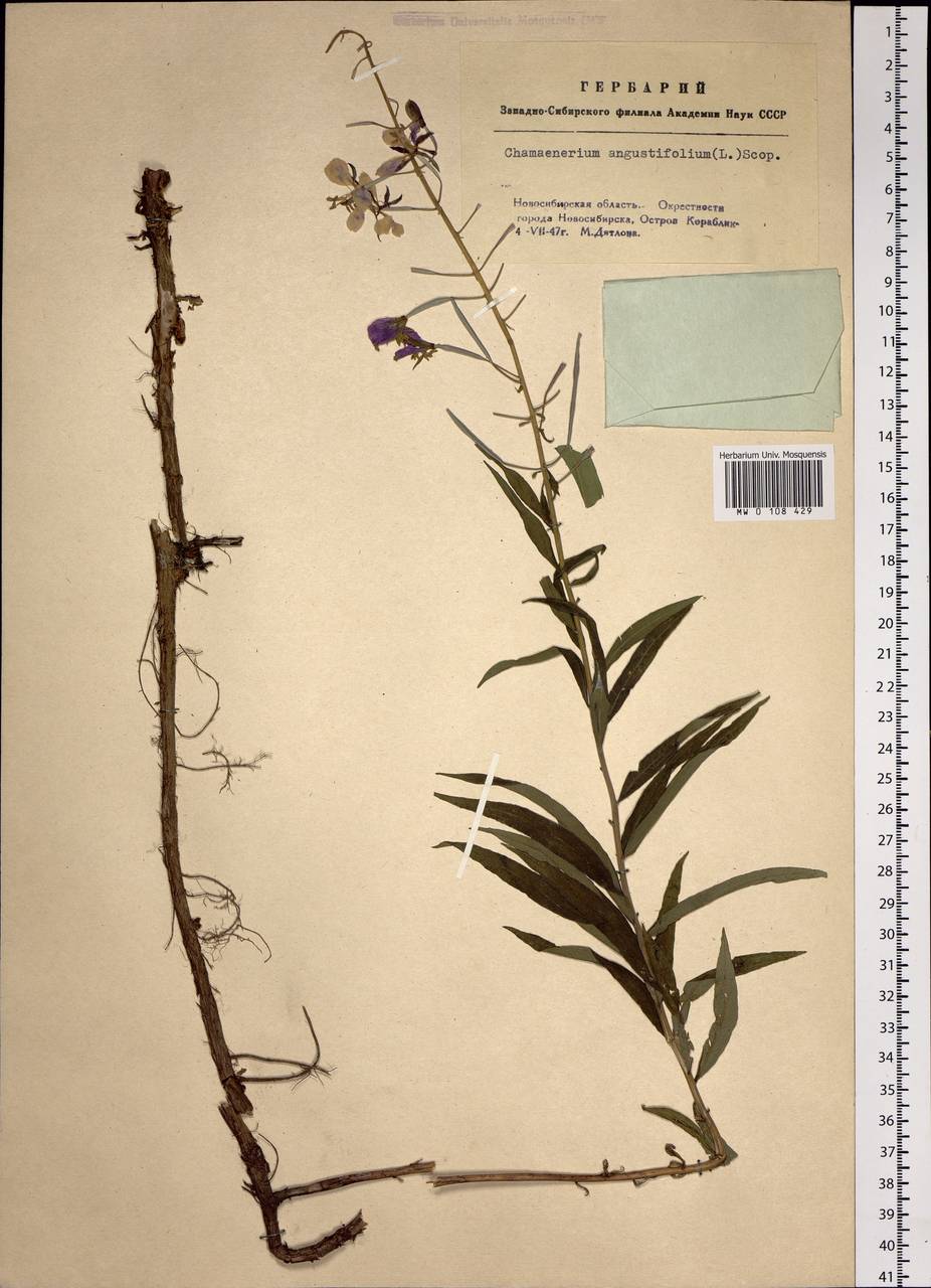 Chamaenerion angustifolium (L.) Scop., Siberia, Western Siberia (S1) (Russia)