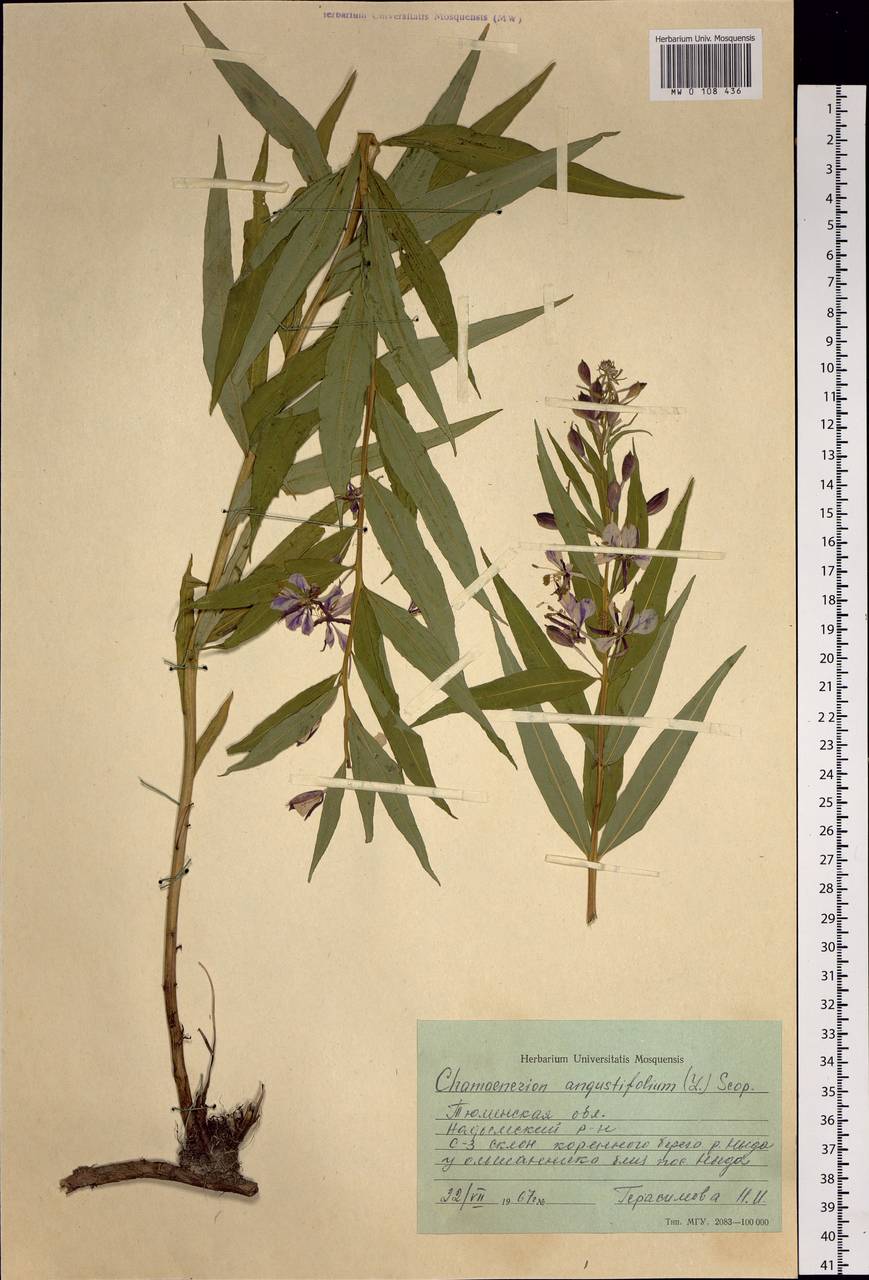 Chamaenerion angustifolium, Siberia, Western Siberia (S1) (Russia)