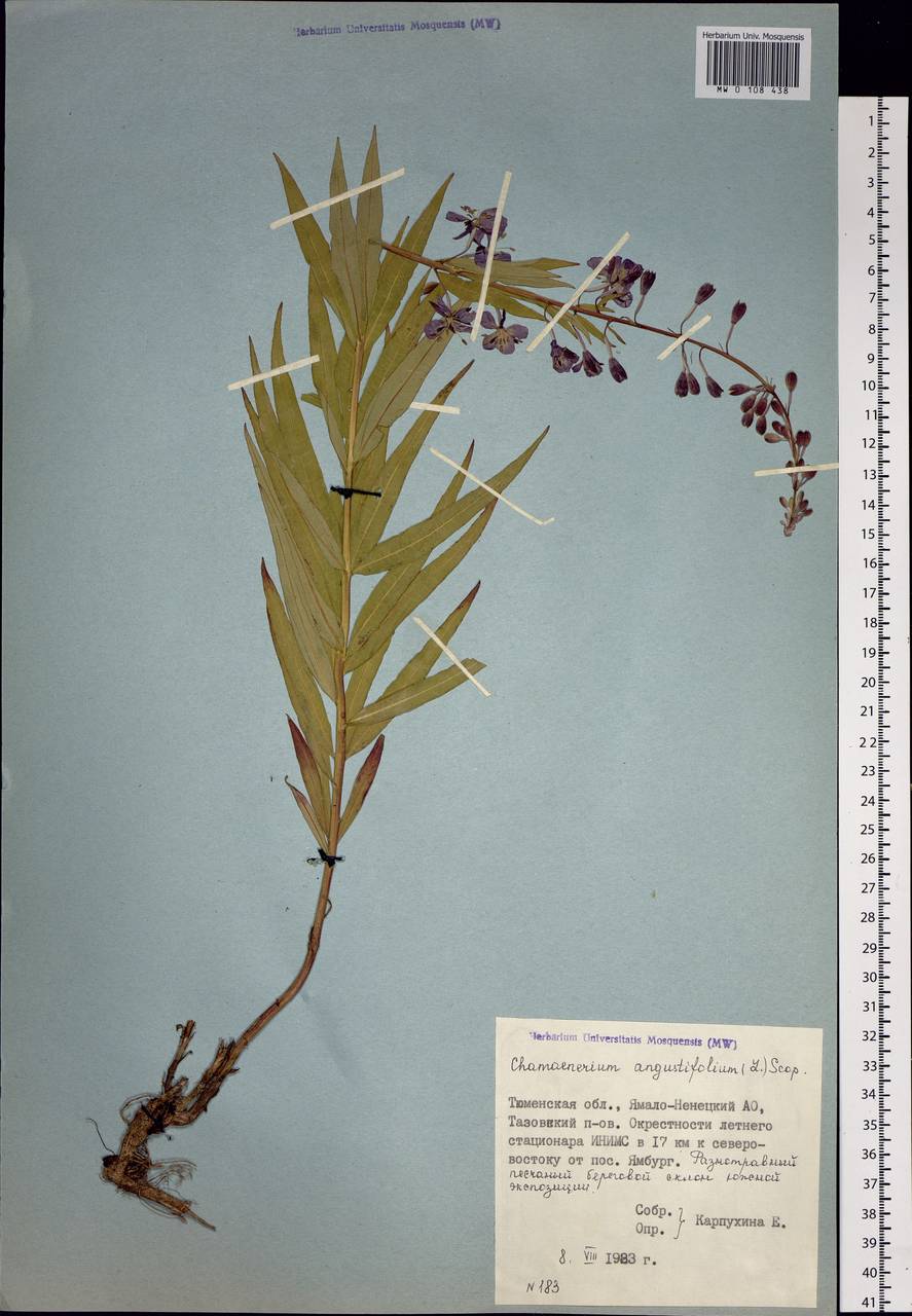 Chamaenerion angustifolium (L.) Scop., Siberia, Western Siberia (S1) (Russia)