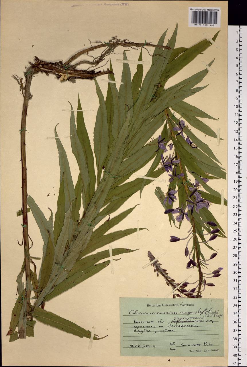 Chamaenerion angustifolium, Siberia, Western Siberia (S1) (Russia)