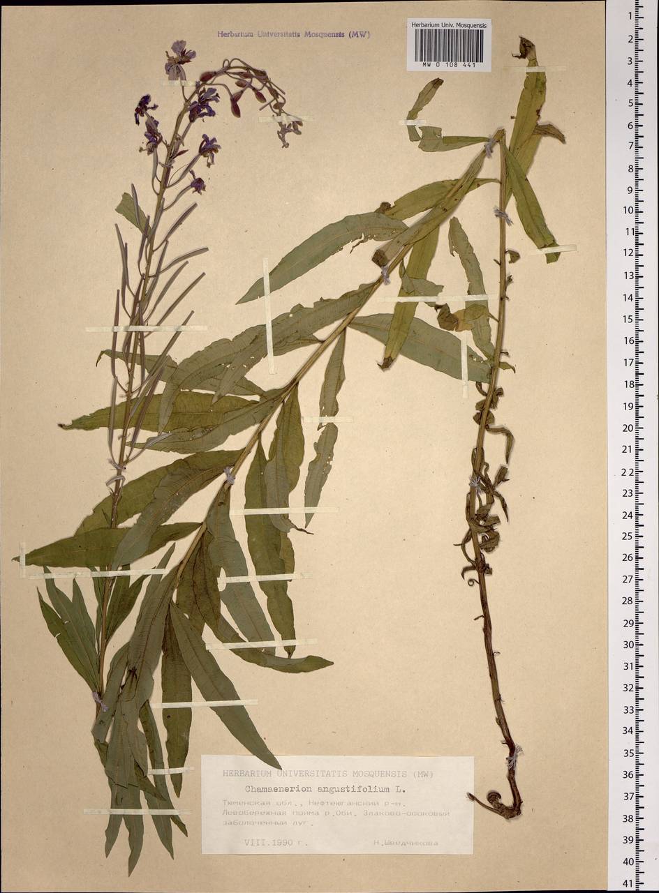 Chamaenerion angustifolium (L.) Scop., Siberia, Western Siberia (S1) (Russia)