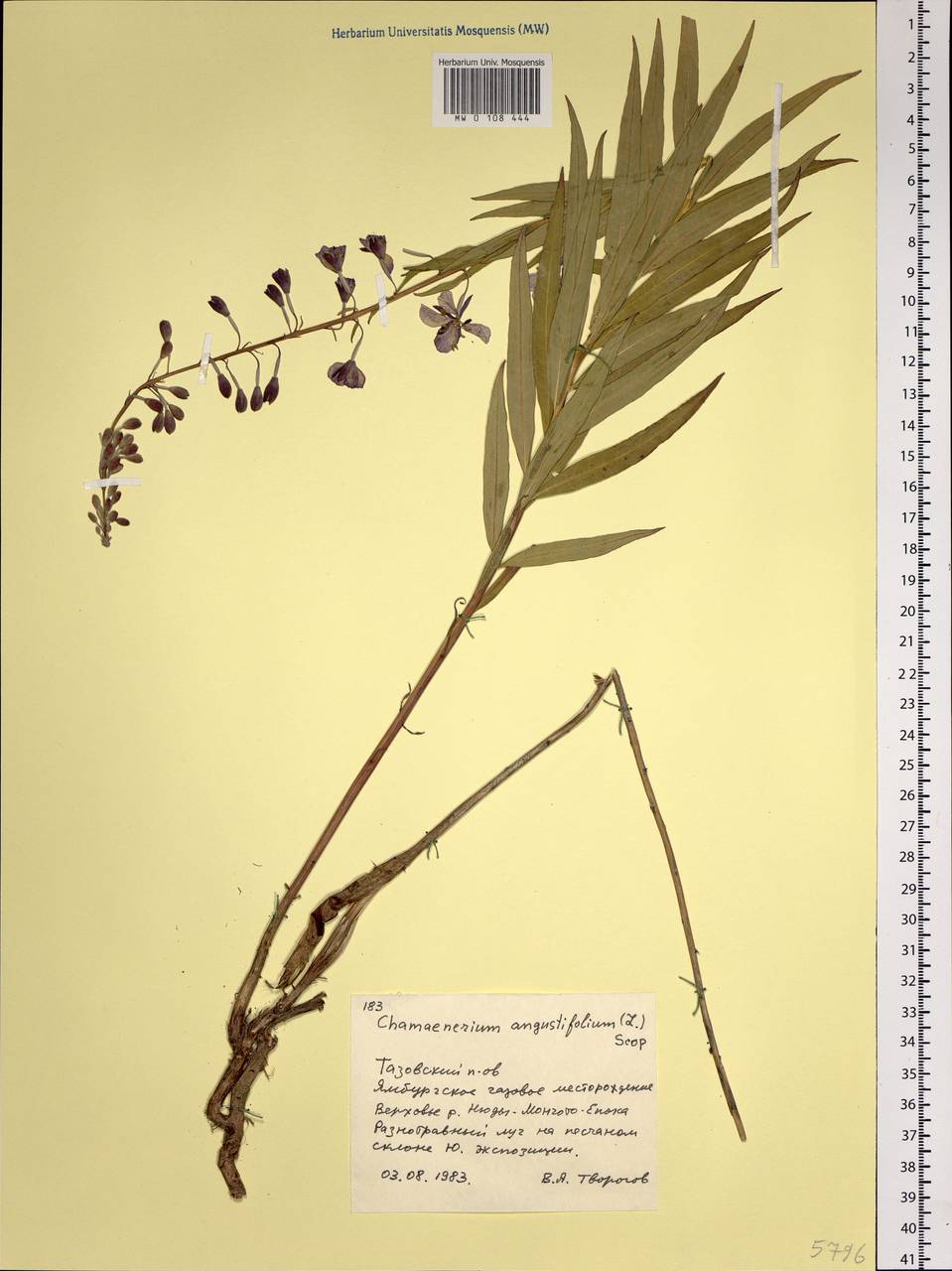 Chamaenerion angustifolium (L.) Scop., Siberia, Western Siberia (S1) (Russia)