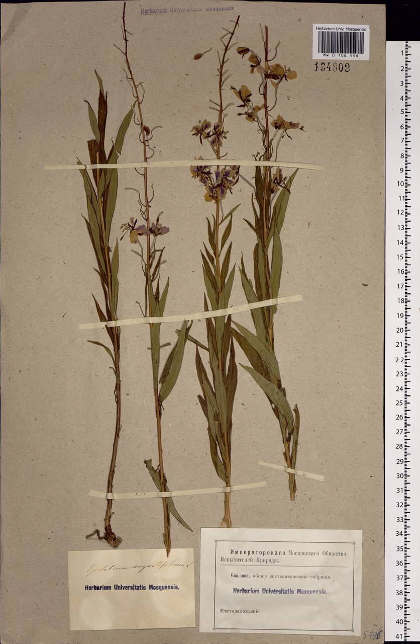 Chamaenerion angustifolium, Siberia (no precise locality) (S0) (Russia)