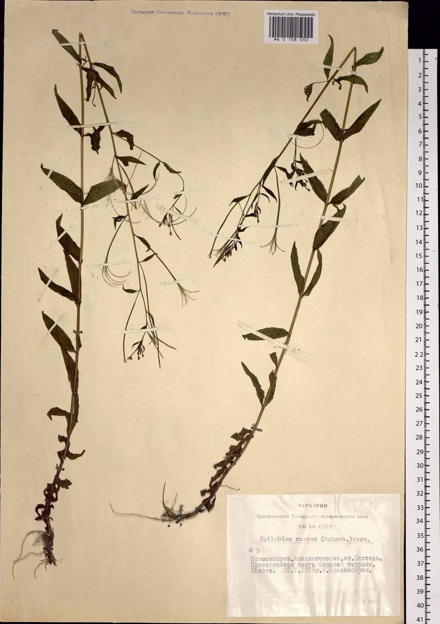 Epilobium ciliatum subsp. ciliatum, Siberia, Western Siberia (S1) (Russia)