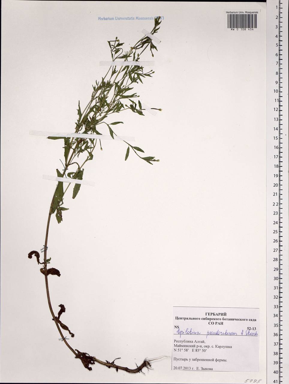 Epilobium pseudorubescens A. K. Skvortsov, Siberia, Altai & Sayany Mountains (S2) (Russia)