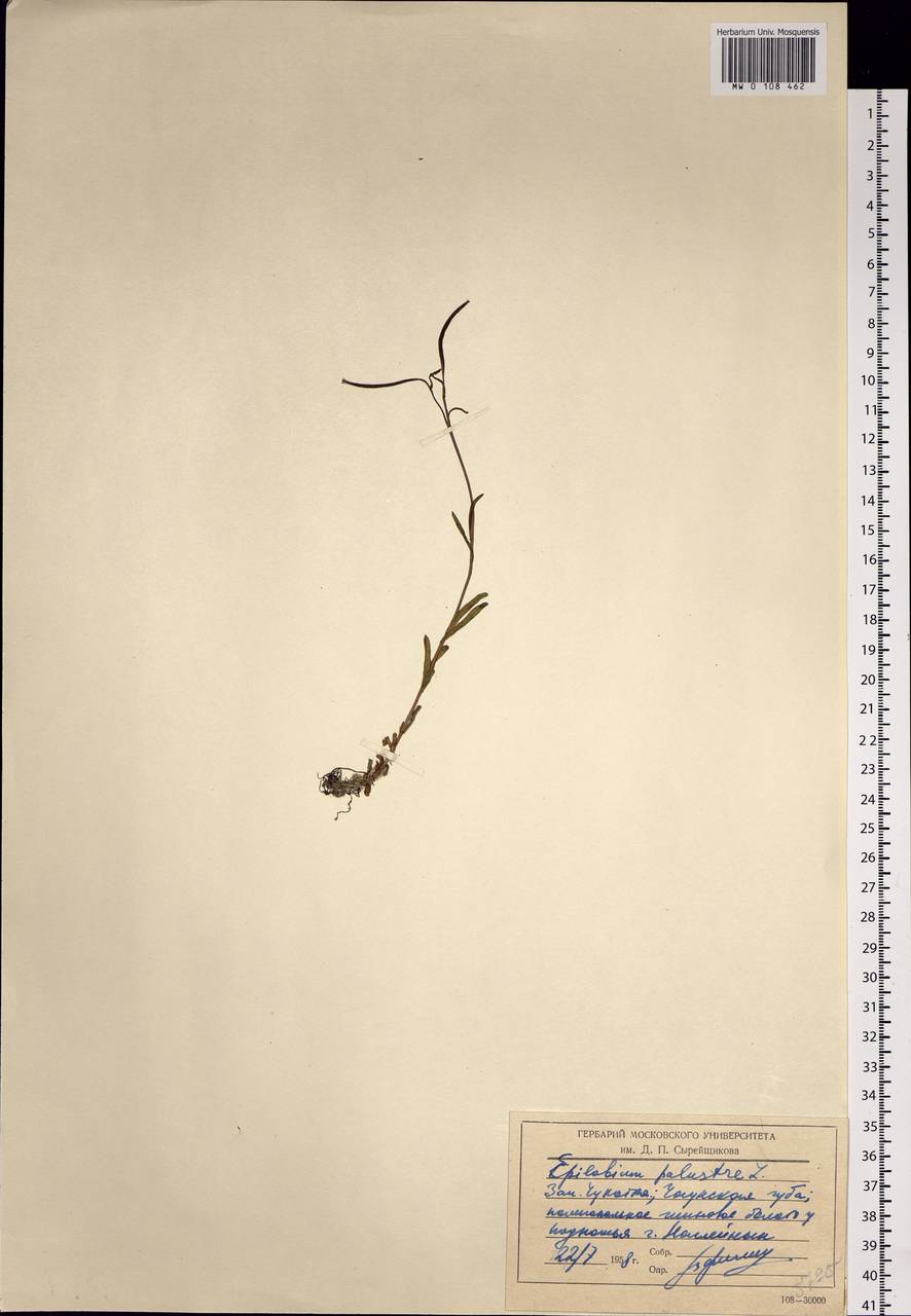 Epilobium palustre L., Siberia, Chukotka & Kamchatka (S7) (Russia)