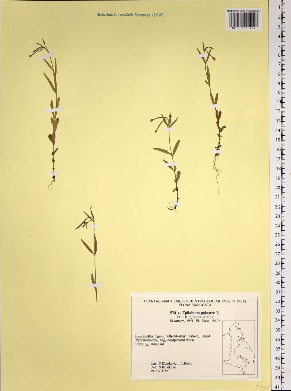 Epilobium palustre L., Siberia, Chukotka & Kamchatka (S7) (Russia)
