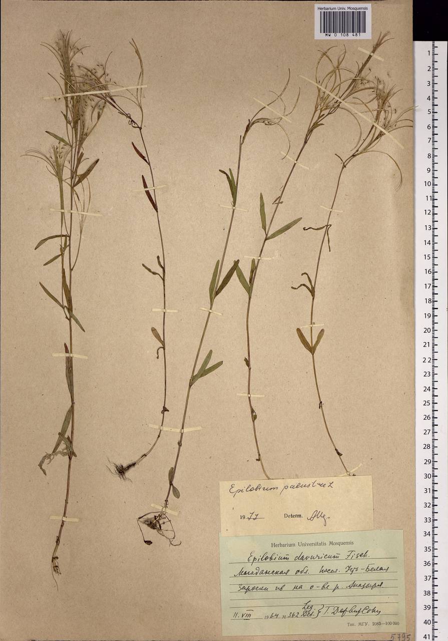 Epilobium palustre L., Siberia, Chukotka & Kamchatka (S7) (Russia)