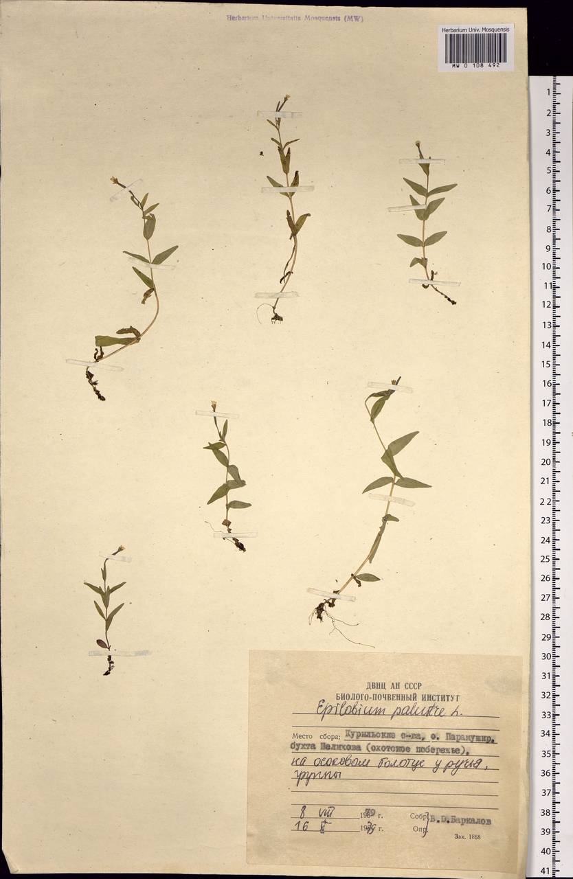 Epilobium palustre L., Siberia, Russian Far East (S6) (Russia)