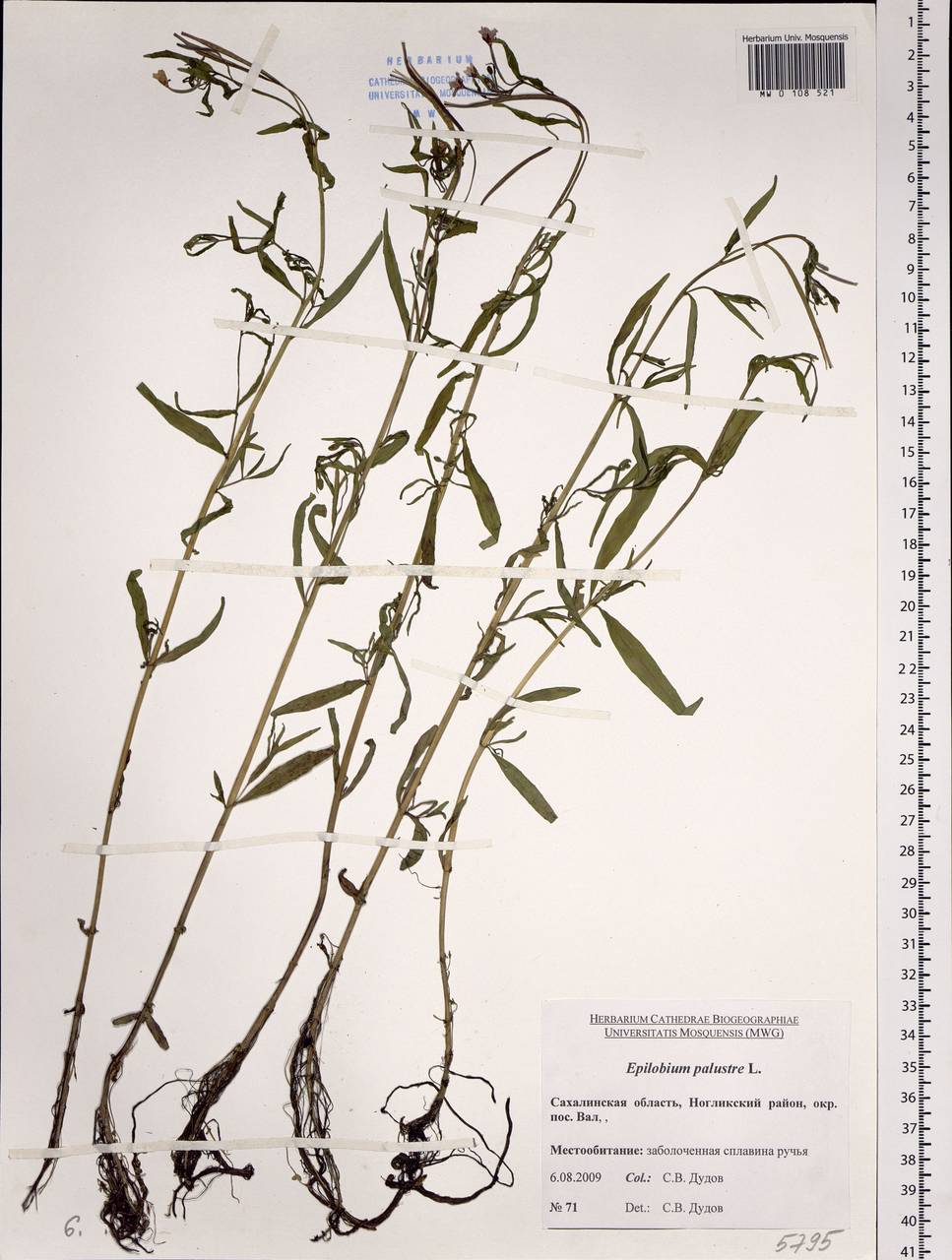 Epilobium palustre L., Siberia, Russian Far East (S6) (Russia)