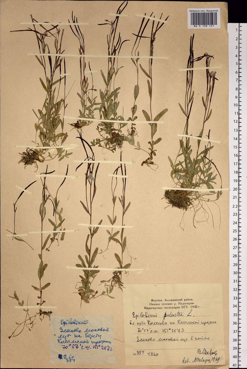 Epilobium palustre L., Siberia, Yakutia (S5) (Russia)