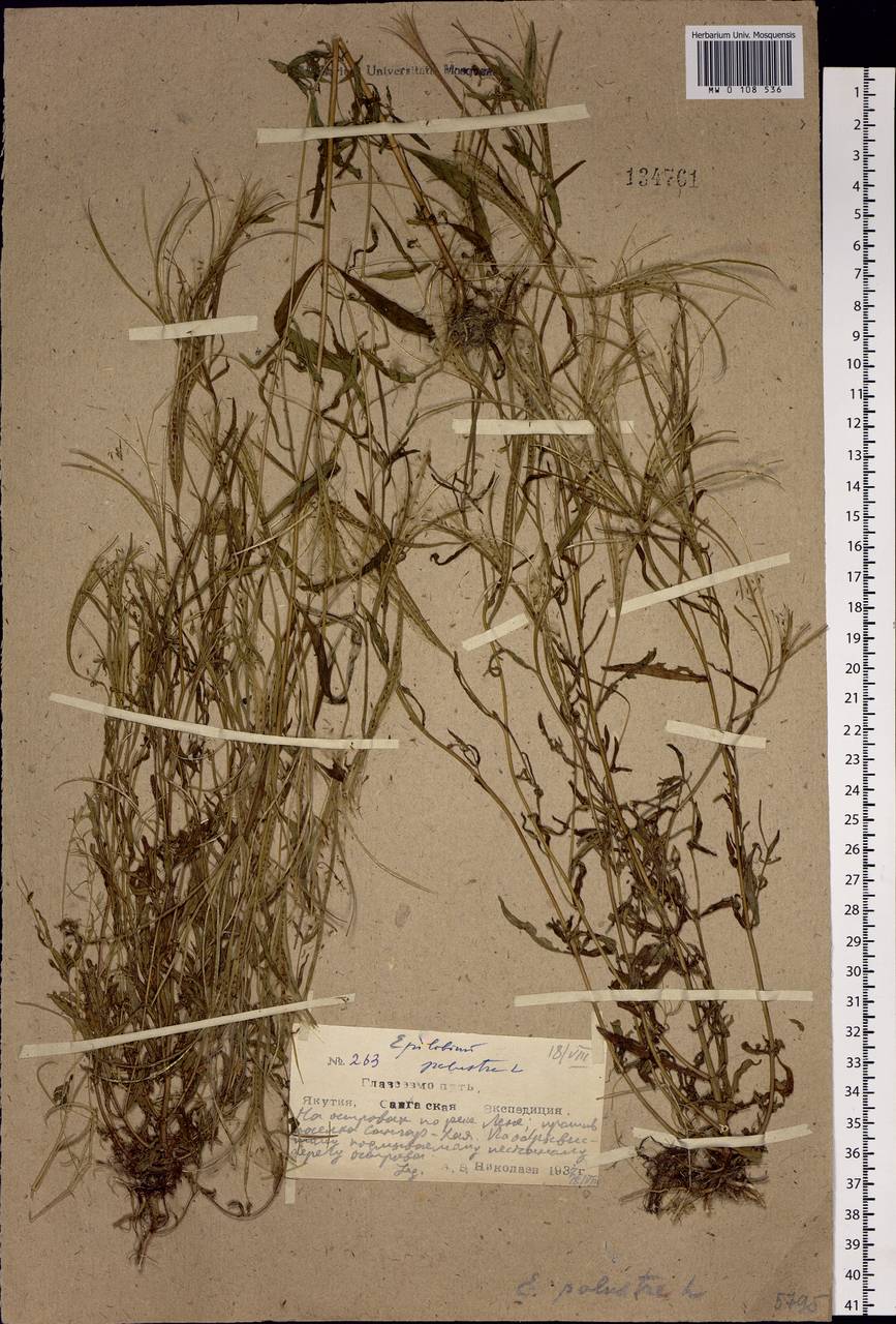 Epilobium palustre L., Siberia, Yakutia (S5) (Russia)