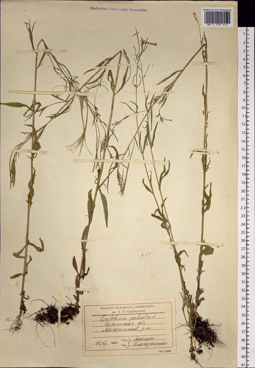 Epilobium palustre L., Siberia, Baikal & Transbaikal region (S4) (Russia)