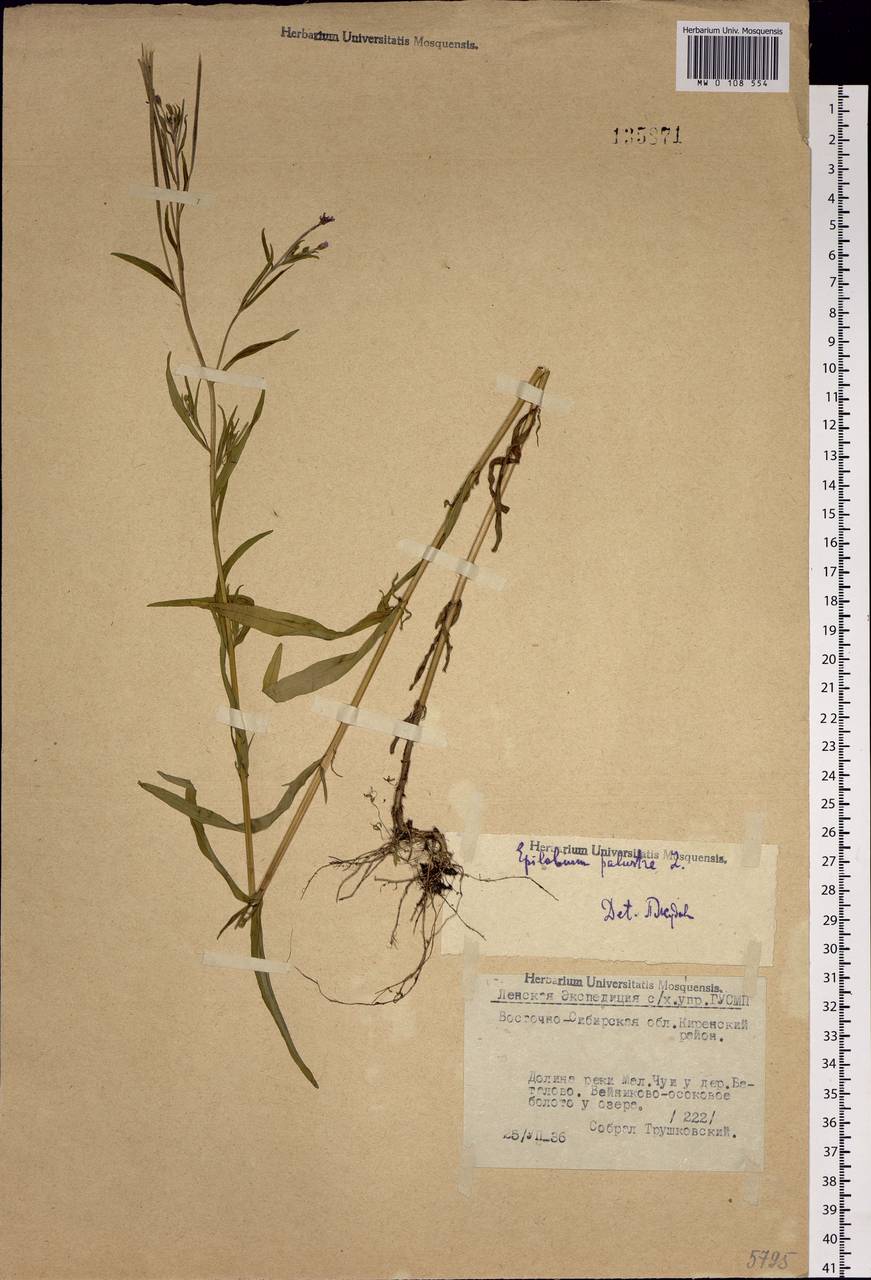 Epilobium palustre L., Siberia, Baikal & Transbaikal region (S4) (Russia)