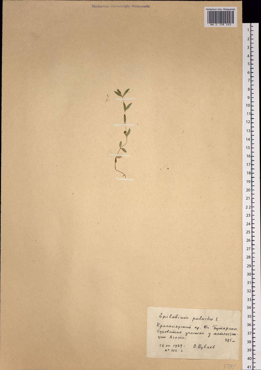 Epilobium palustre L., Siberia, Central Siberia (S3) (Russia)