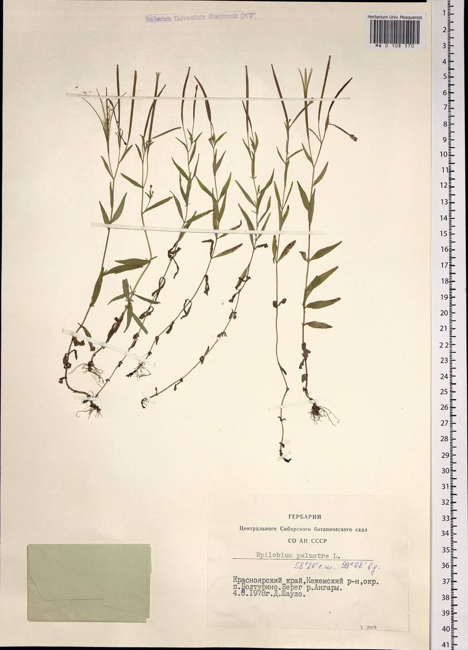Epilobium palustre L., Siberia, Central Siberia (S3) (Russia)