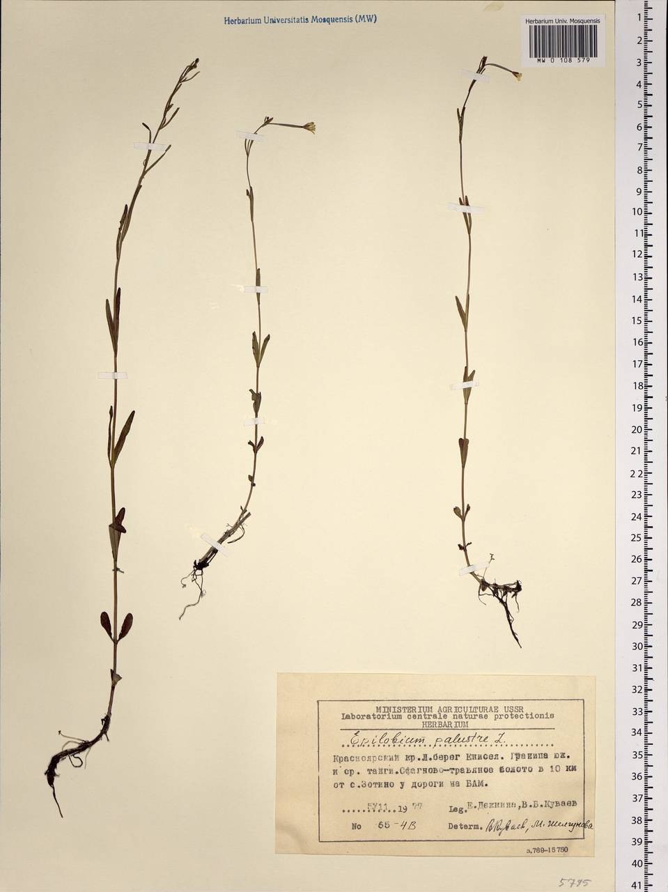 Epilobium palustre L., Siberia, Central Siberia (S3) (Russia)