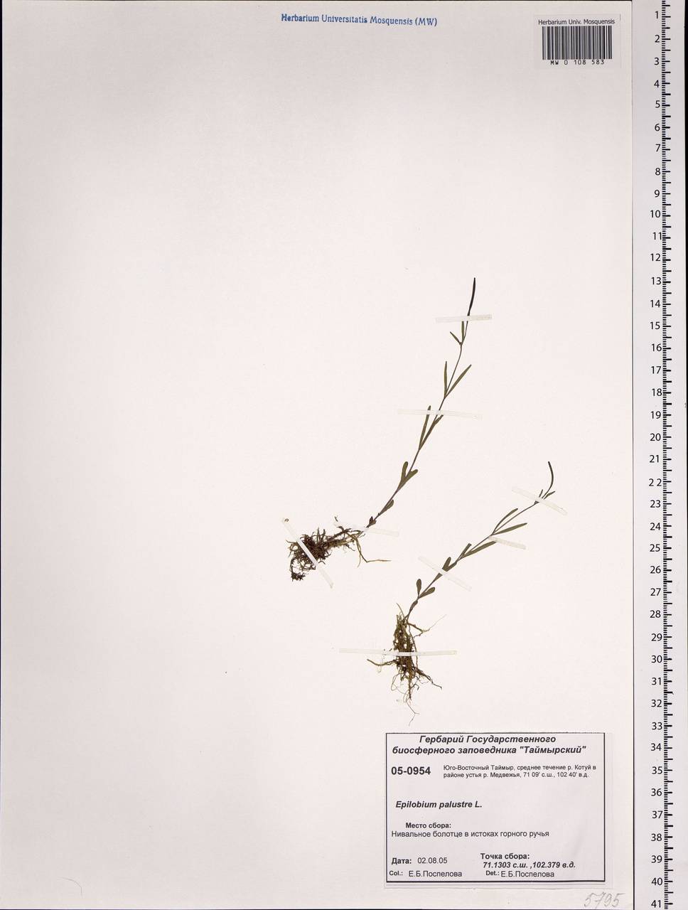 Epilobium palustre L., Siberia, Central Siberia (S3) (Russia)