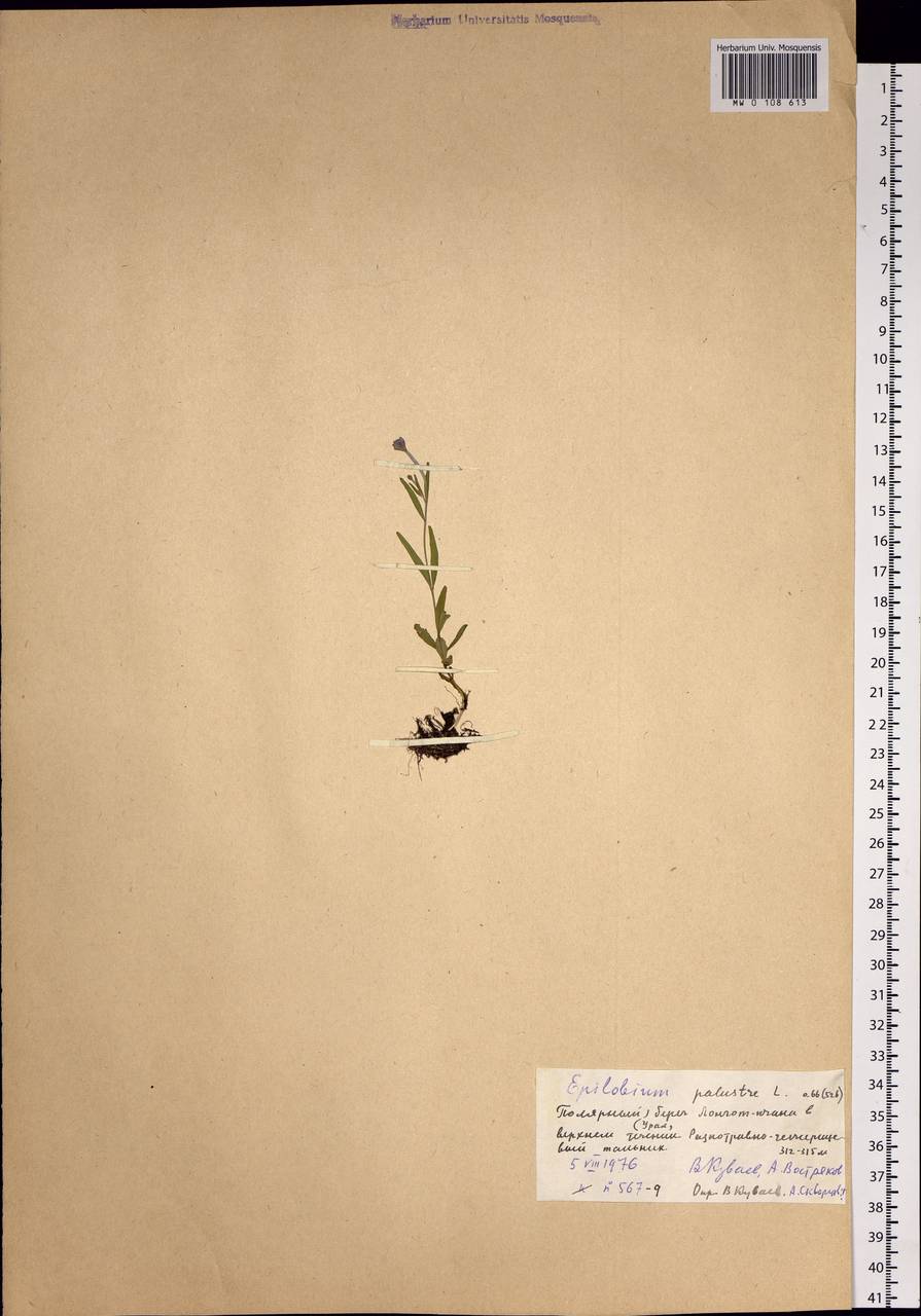 Epilobium palustre L., Siberia, Western Siberia (S1) (Russia)