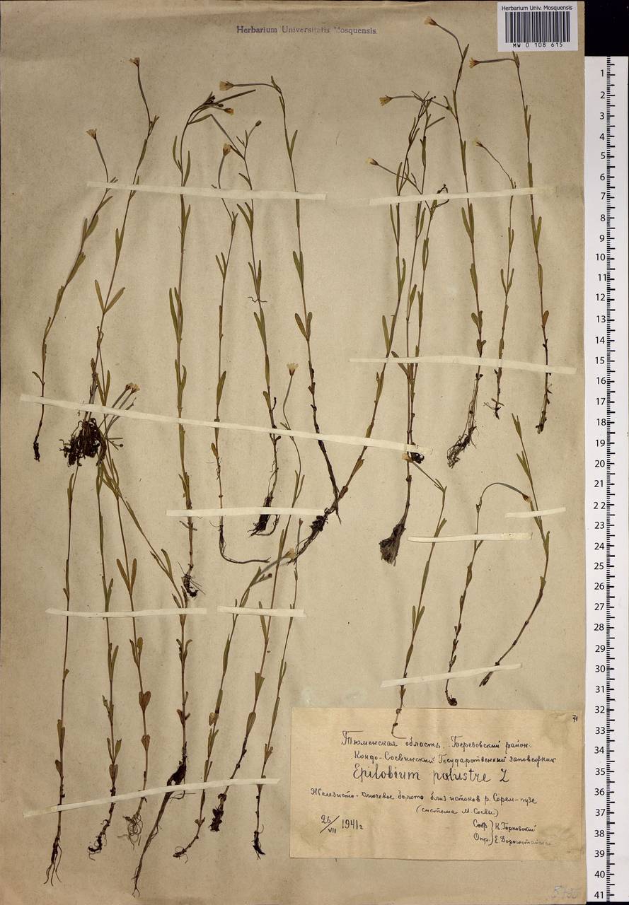 Epilobium palustre L., Siberia, Western Siberia (S1) (Russia)