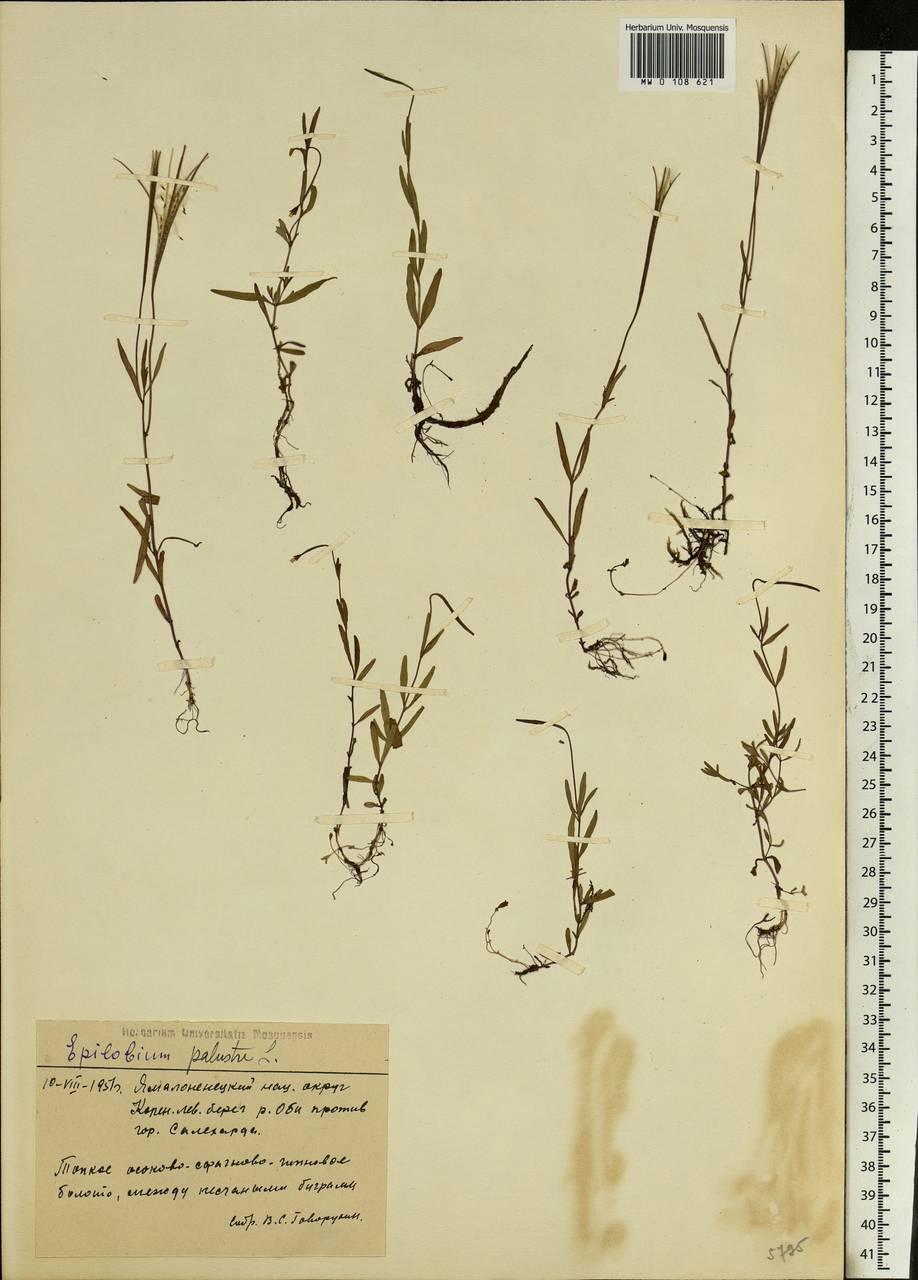 Epilobium palustre L., Siberia, Western Siberia (S1) (Russia)