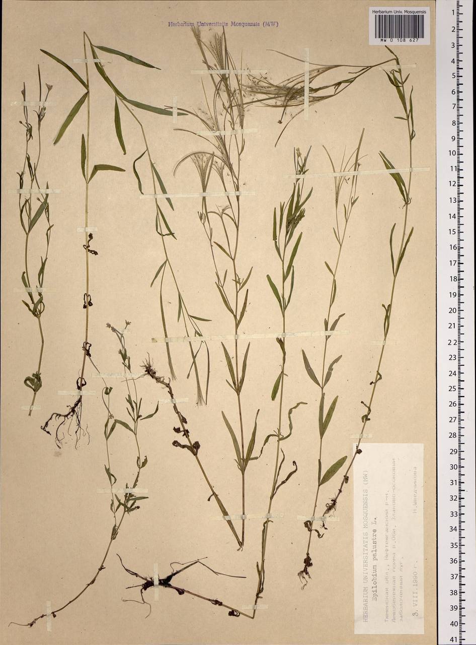 Epilobium palustre L., Siberia, Western Siberia (S1) (Russia)