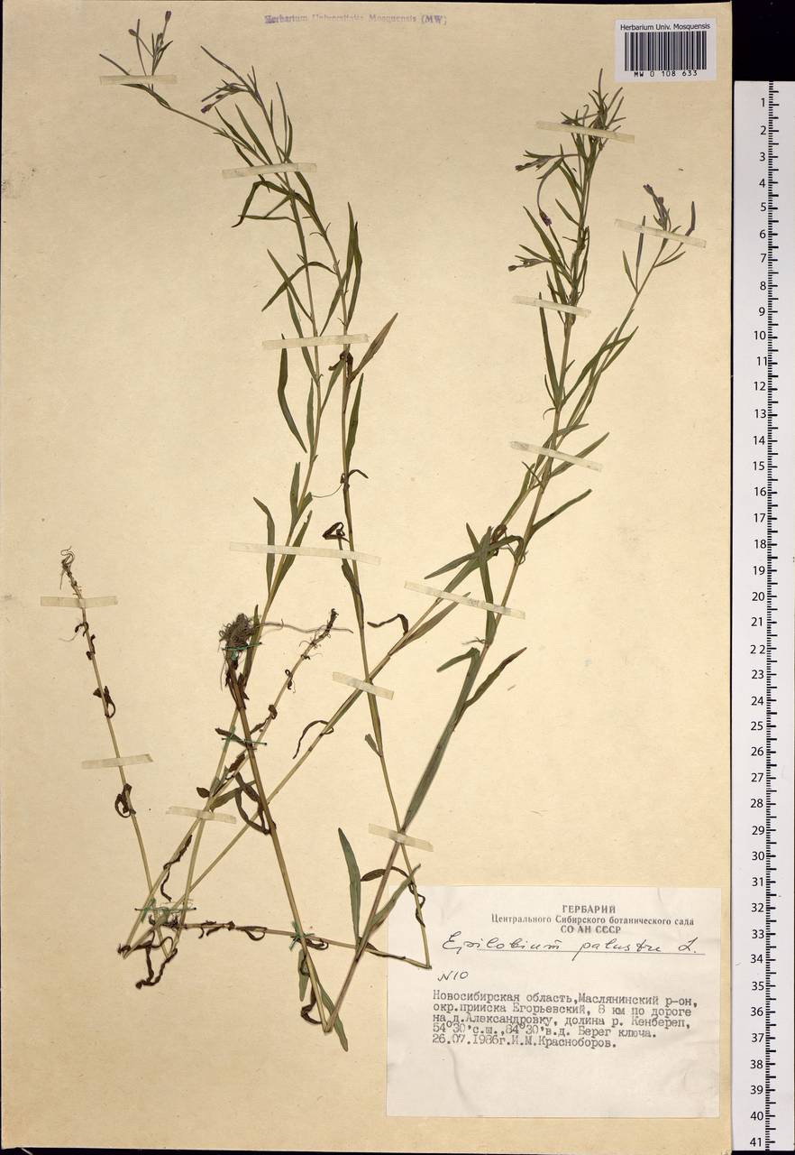 Epilobium palustre L., Siberia, Western Siberia (S1) (Russia)