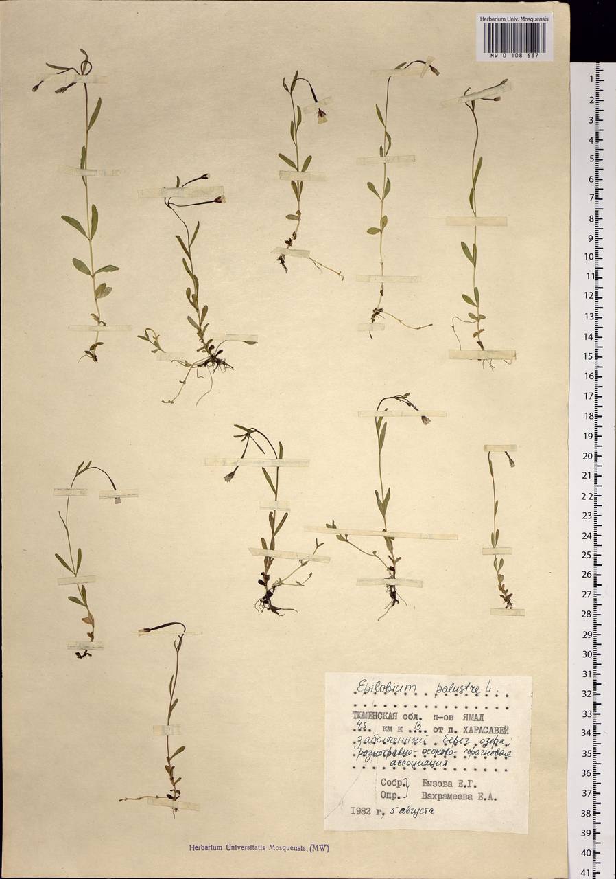Epilobium palustre L., Siberia, Western Siberia (S1) (Russia)