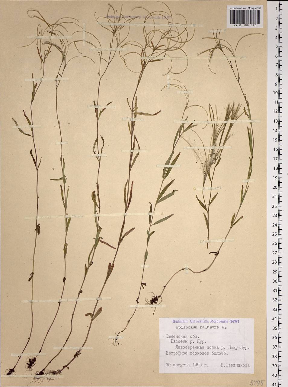 Epilobium palustre L., Siberia, Western Siberia (S1) (Russia)