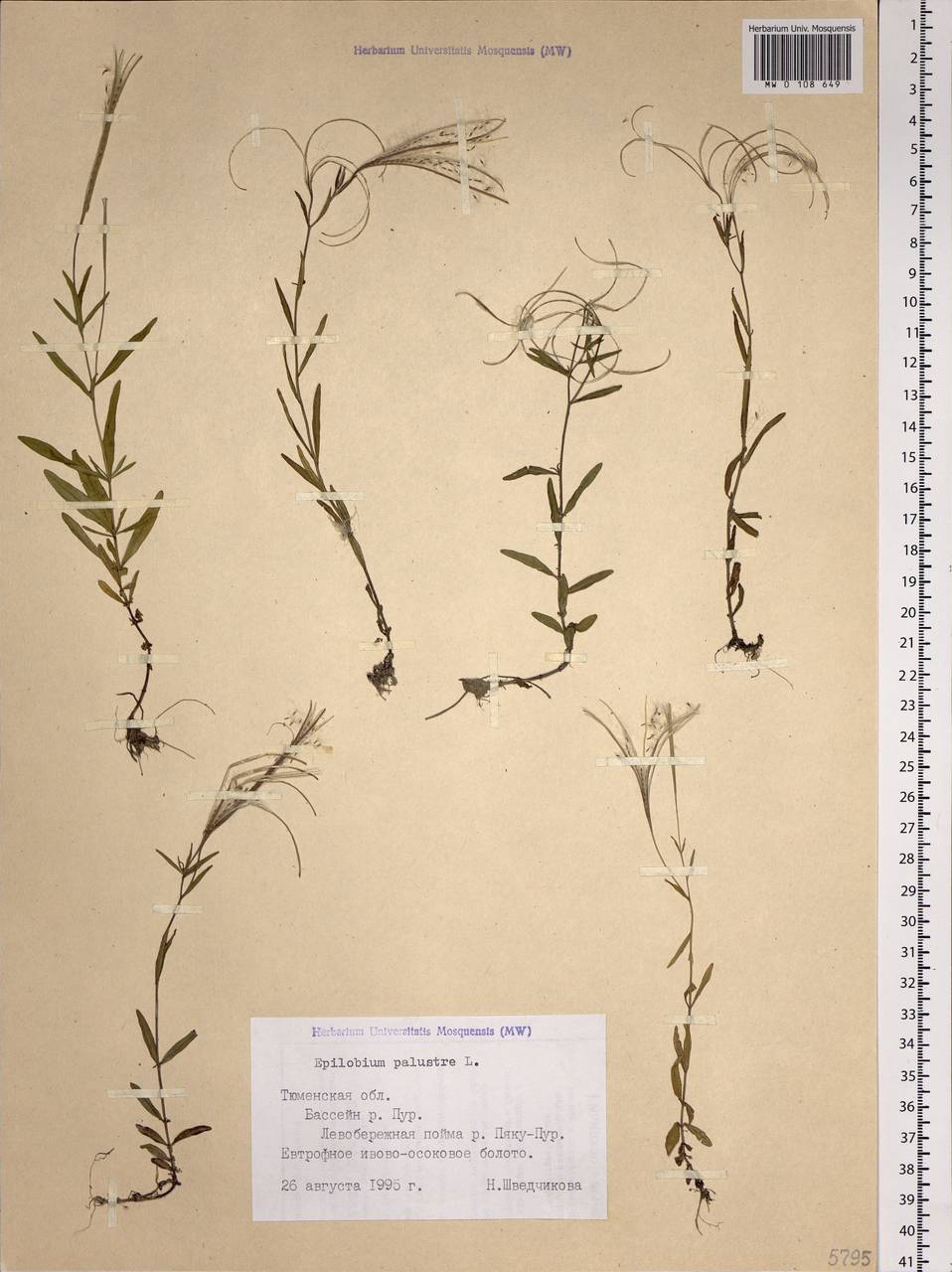 Epilobium palustre L., Siberia, Western Siberia (S1) (Russia)