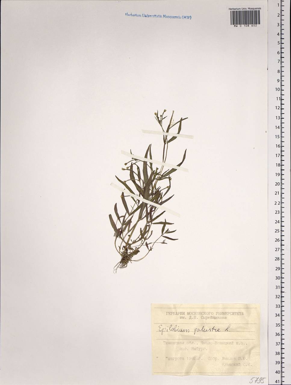 Epilobium palustre L., Siberia, Western Siberia (S1) (Russia)