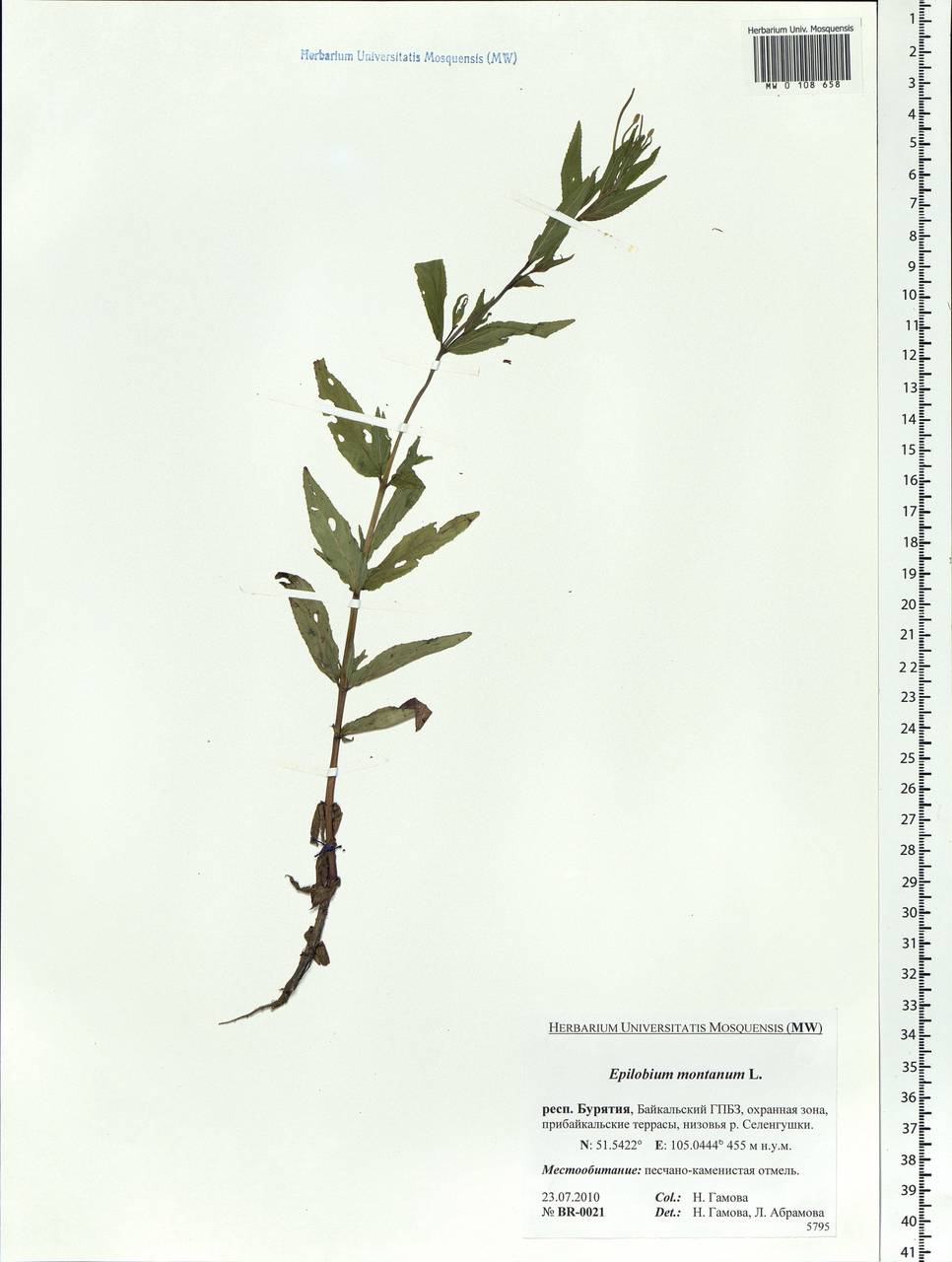 Epilobium montanum L., Siberia, Baikal & Transbaikal region (S4) (Russia)