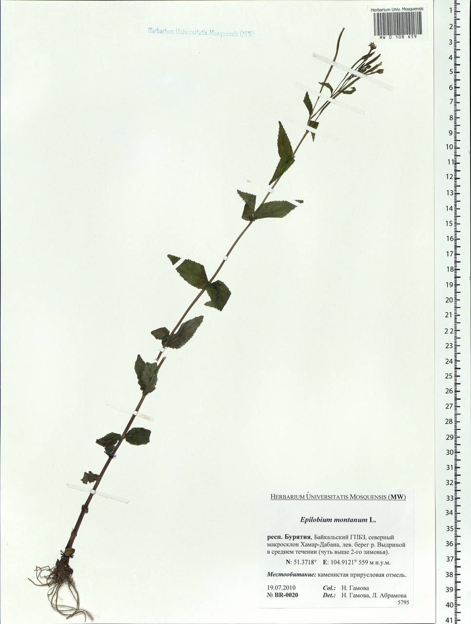 Epilobium montanum L., Siberia, Baikal & Transbaikal region (S4) (Russia)