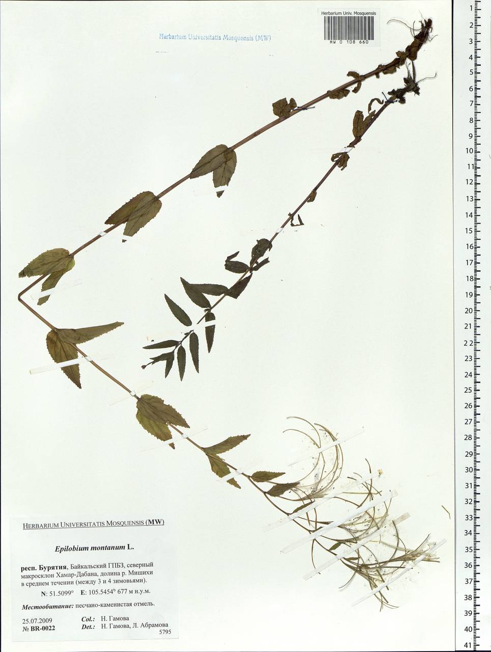 Epilobium montanum L., Siberia, Baikal & Transbaikal region (S4) (Russia)