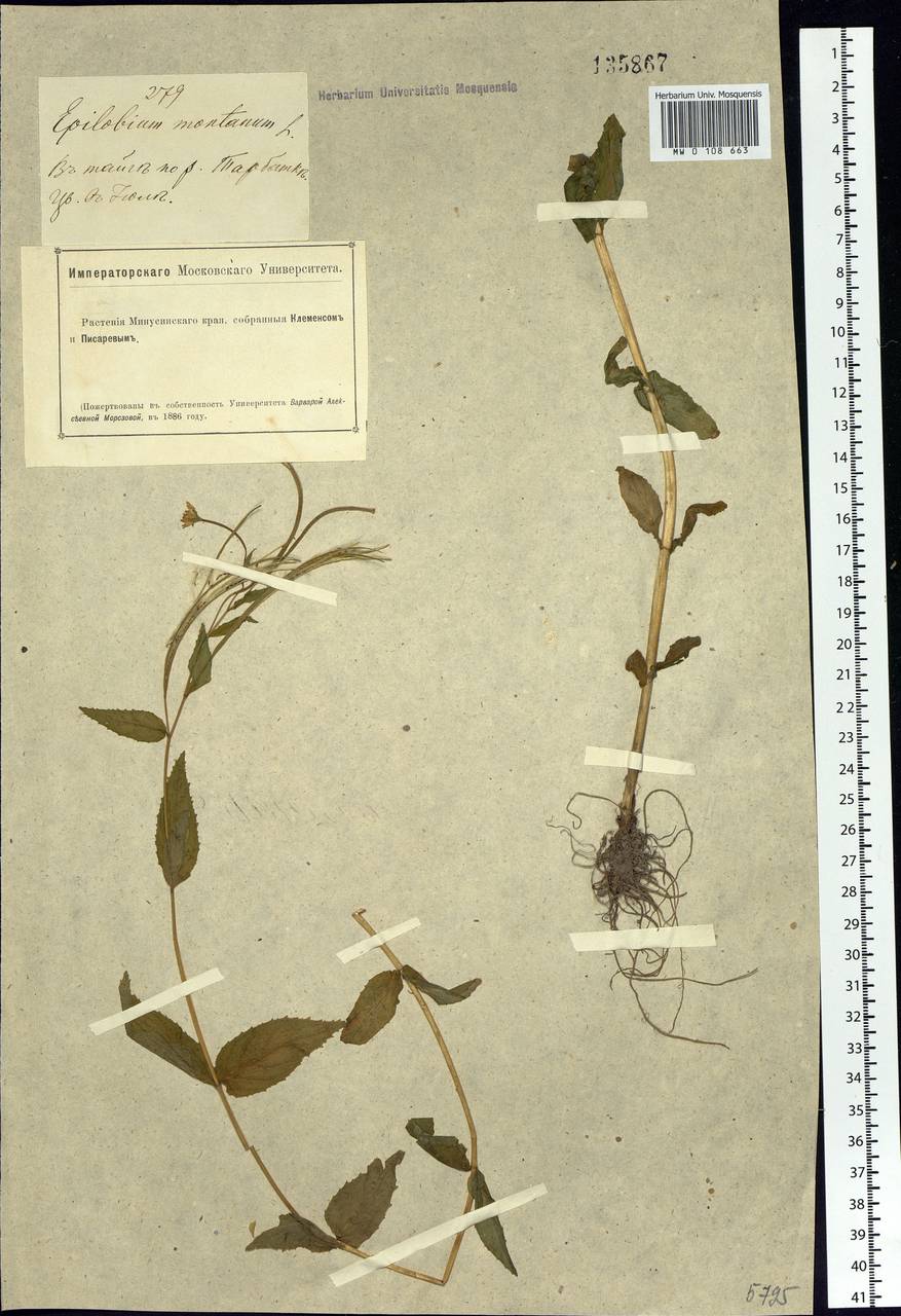 Epilobium montanum L., Siberia, Altai & Sayany Mountains (S2) (Russia)